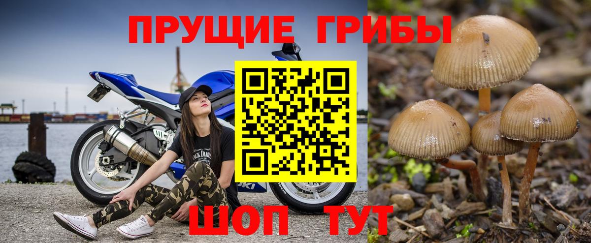 Псилоцибиновые грибы Psilocybine cubensis Воркута